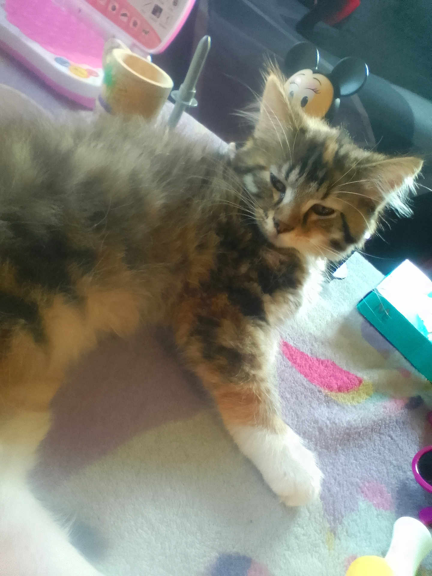 Nala is registered to the contest to win money with this photo: animal, carpet, cat, colorful, cute, fluffy, fur, household, indoor, kitten, mickey_mouse, paw, pet, playful, relaxed, small, soft, tabby, toy, whiskers