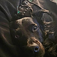 Bowie joined the competition — help win amazing prizes! dog, black_dog, pet, beard, person, hoodie, indoor, close_up, resting, face, fur, comfort, lap, casual, relaxation, warm, home, blurred_background, muzzle, expression