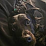 dog, black_dog, pet, beard, person, hoodie, indoor, close_up, resting, face, fur, comfort, lap, casual, relaxation, warm, home, blurred_background, muzzle, expression
