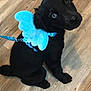 Bowie is registered to the contest to win money with this photo: puppy, dog, black_dog, blue_eyes, mismatched_eyes, harness, blue_wings, plush_wings, leash, wooden_floor, pet, cute, indoors, sitting, looking_up, animal, domestic_animal, young_dog, adorable, curious