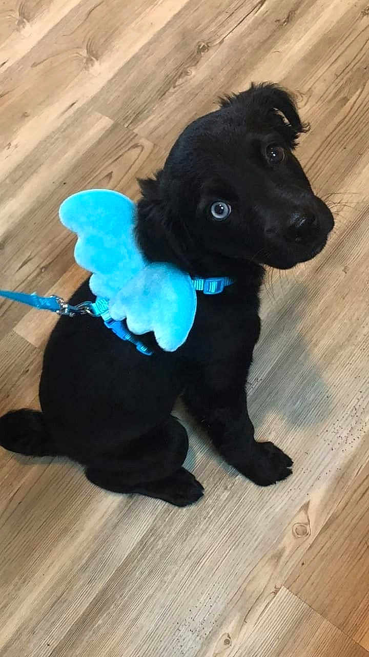 Bowie
