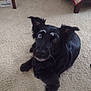Bowie joined the competition — help win amazing prizes! dog, black_dog, carpet, indoor, pet, lying_down, bedroom, quilt, furniture, wooden_chair, curious, looking_up, ears_up, white_markings, floor, domestic_animal, companion, animal, canine, cozy