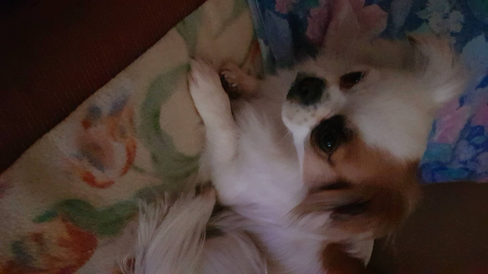 Cheyenne participe au concours pour gagner de l'argent avec cette photo : canidae, carnivore, comfort, companion_dog, dog, dog_breed, ear, eyelash, fawn, felidae, fur, paw, sleeve, small_to_medium_sized_cats, sunglasses, tail, textile, toy_dog, whiskers, working_animal