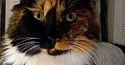 Boots joined the competition — help win amazing prizes! animal, calico, candid, cat, close_up, cozy, dim_lighting, domestic_cat, face, feline, fluffy, fur, green_eyes, household, indoor, looking_at_camera, pet, portrait, whiskers, whiskers_visible