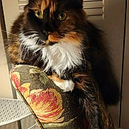 Boots joined the competition — help win amazing prizes! cat, calico, fluffy, green_eyes, chair, floral_pattern, indoor, furniture, relaxed, pet, animal, whiskers, paw, domestic_cat, long_hair, table, white, cozy, portrait, resting