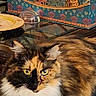 cat, calico, fluffy, indoor, decorative_box, glass, yellow_eyes, furniture, table, blue_surface, pet, animal, close_up, relaxed, home, pause_icon, text_overlay, video_interface, patterned_box, colorful