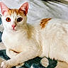 Annabelle joined the competition — help win amazing prizes! cat, white_cat, orange_patch, pet, animal, feline, whiskers, ears, eyes, nose, paws, lying_down, indoor, blanket, bed, fur, closeup, cute, curious, portrait