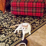 Annabelle joined the competition — help win amazing prizes! cat, slipper, carpet, patterned_rug, ottoman, plaid, red, wicker_chair, indoor, home, furniture, floor, pet, resting, cozy, living_room, animal, white_cat, orange_cat, relaxed