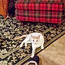 cat, slipper, carpet, patterned_rug, ottoman, plaid, red, wicker_chair, indoor, home, furniture, floor, pet, resting, cozy, living_room, animal, white_cat, orange_cat, relaxed