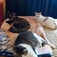 Izzy is registered to the contest to win money with this photo: cat, bed, blanket, feline, pet, indoor, resting, relaxed, animal, fur, sleeping, domestic, cozy, curtains, striped, white_cat, tabby, multi_cat, laying, home