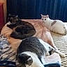 cat, bed, blanket, feline, pet, indoor, resting, relaxed, animal, fur, sleeping, domestic, cozy, curtains, striped, white_cat, tabby, multi_cat, laying, home