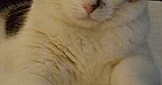Izzy is registered to the contest to win money with this photo: cat, tabby, white_fur, indoor, pet, animal, cute, feline, whiskers, paws, face, eyes, close_up, cozy, resting, domestic, fur, looking, portrait, relaxed