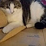 Izzy joined the competition — help win amazing prizes! cat, feline, indoor, yellow_cushion, cardboard_box, checkered_blanket, resting, relaxed, furry, pet, animal, cozy, soft_light, blurred, domestic, closeup, sleepy, whiskers, tabby, white_paws