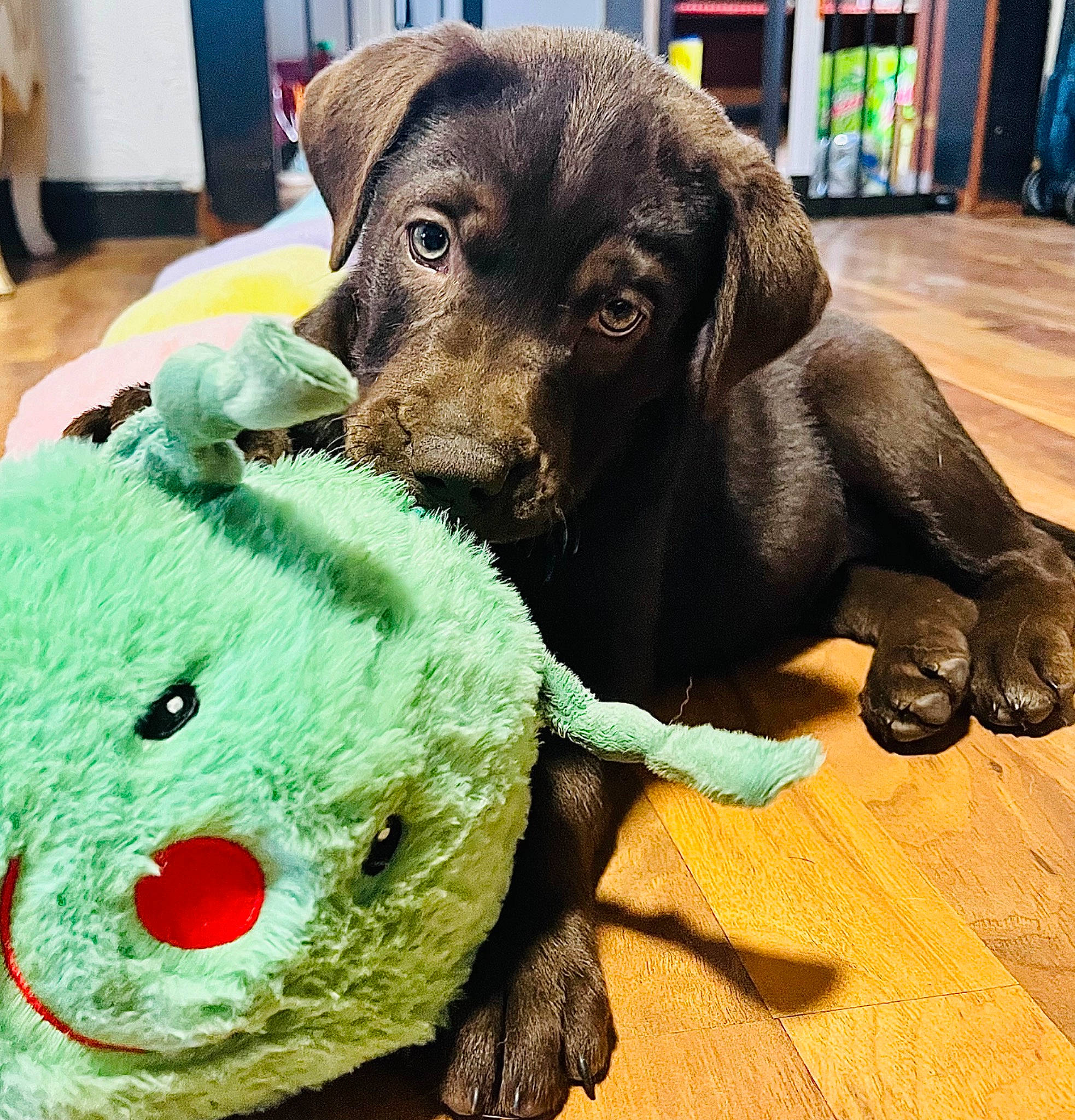 Arya is registered to the contest to win money with this photo: bookcase, cap, carnivore, companion_dog, dog, dog_breed, dog_collar, fashion_accessory, fur, happy, hat, linens, metal, plush, snout, stuffed_toy, toy, toy_dog, wool, working_animal