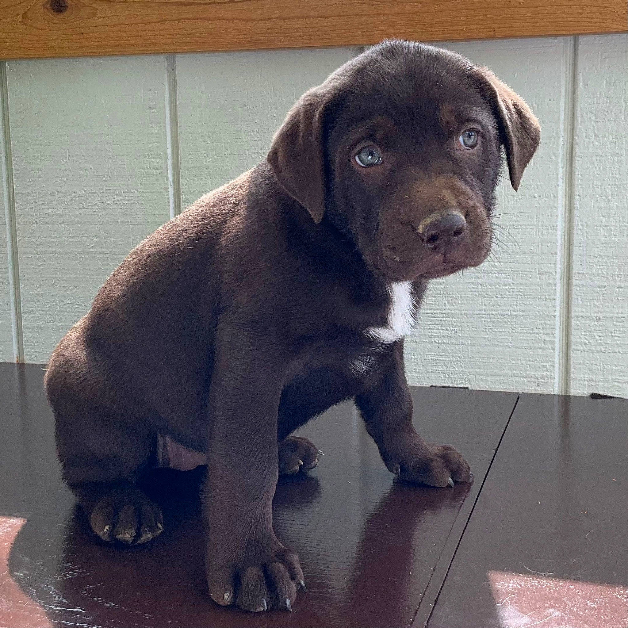 Arya is registered to the contest to win money with this photo: borador, canidae, carnivore, companion_dog, dog, dog_breed, dog_collar, fawn, floor, flooring, fur, gun_dog, liver, retriever, snout, sporting_group, tail, terrestrial_animal, whiskers, working_animal