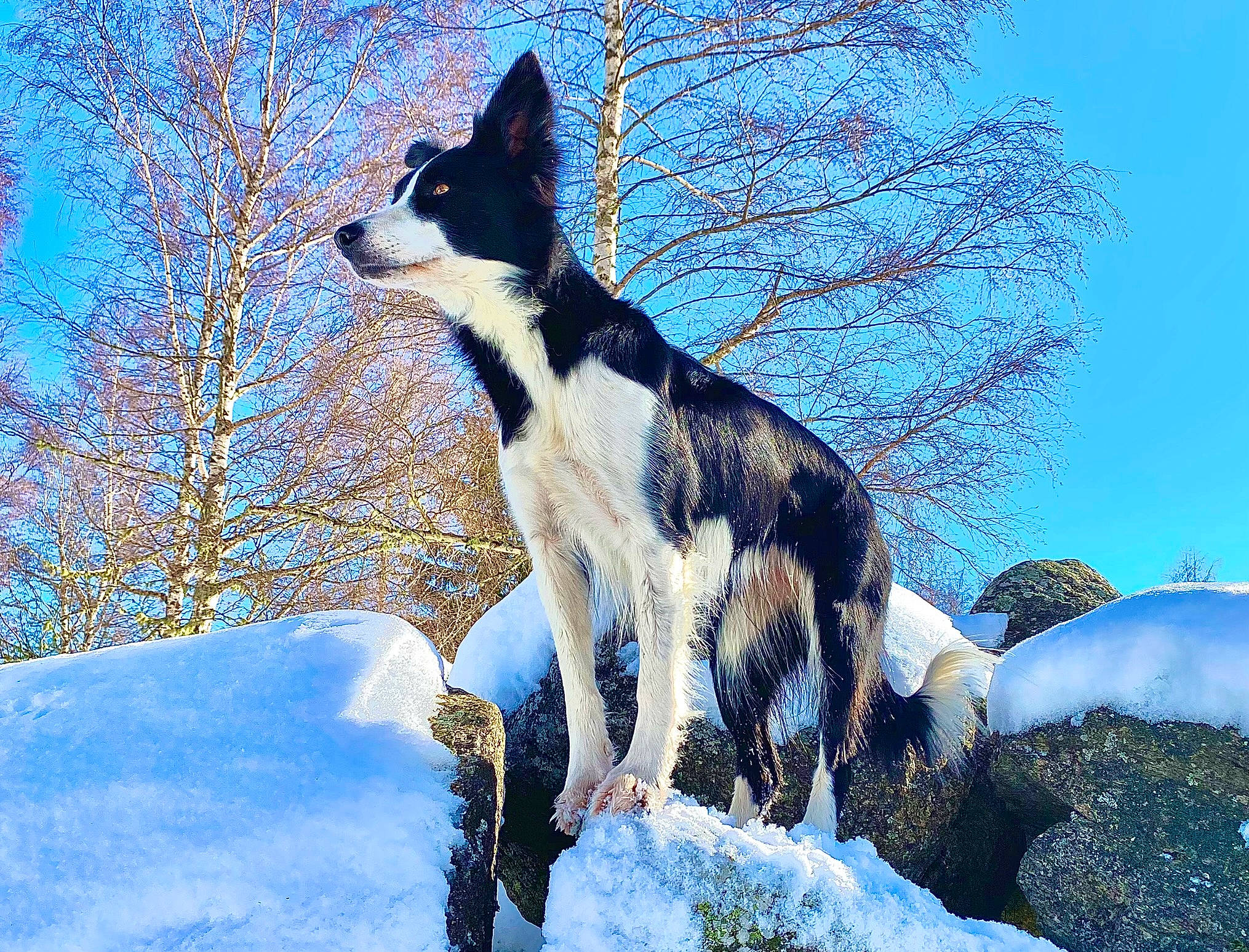 Meï a rejoint le concours — aidez-le/la à gagner de superbes lots ! canidae, carnivore, companion_dog, dog, dog_breed, electric_blue, freezing, fur, herding_dog, natural_landscape, plant, sky, slope, snow, sporting_group, tail, tree, trunk, twig, winter