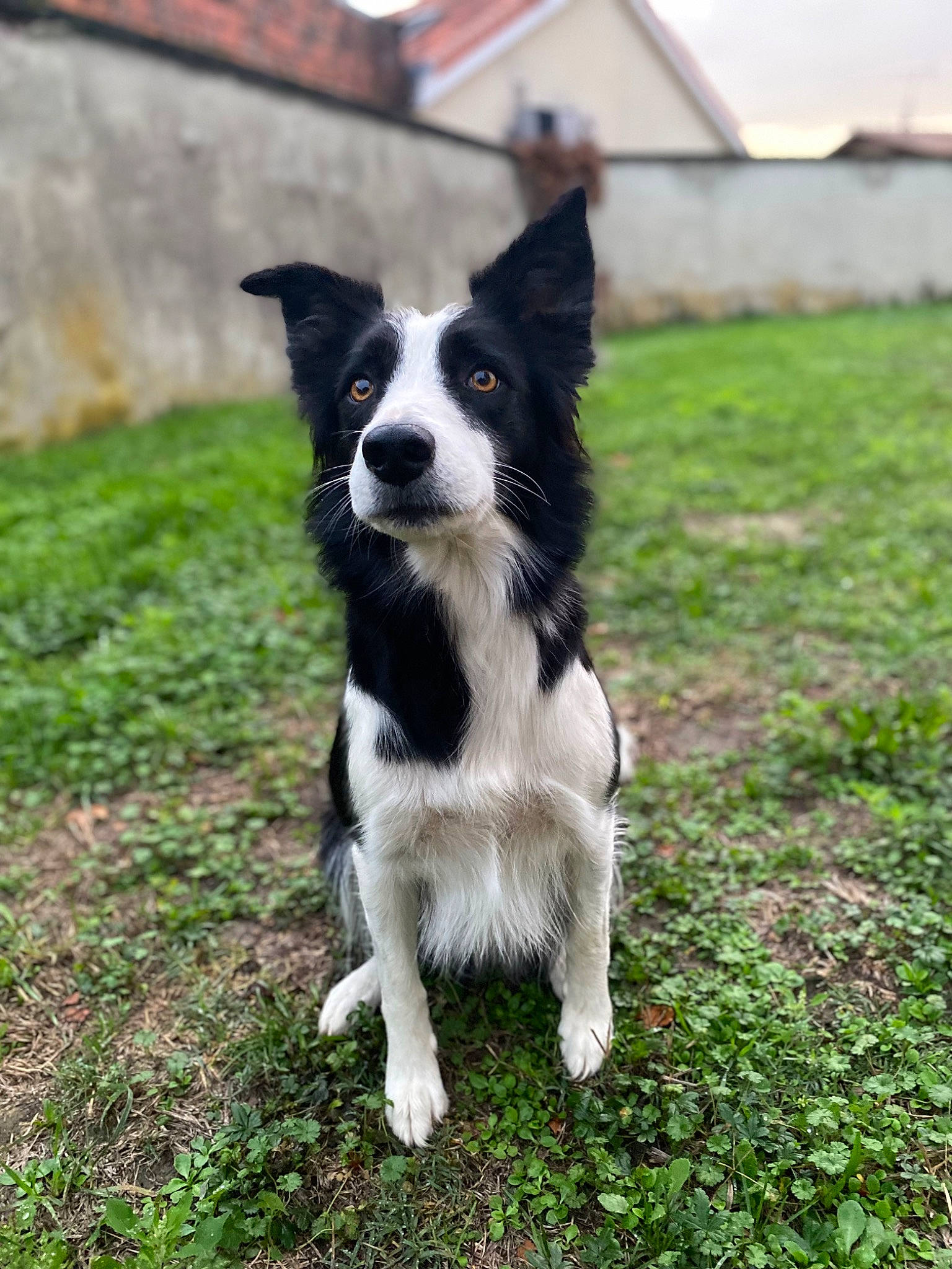 Meï participe au concours pour gagner de l'argent avec cette photo : border_collie, canidae, carnivore, companion_dog, dog, dog_breed, flyball, grass, herding_dog, plant, snout, sporting_group, tail, working_dog