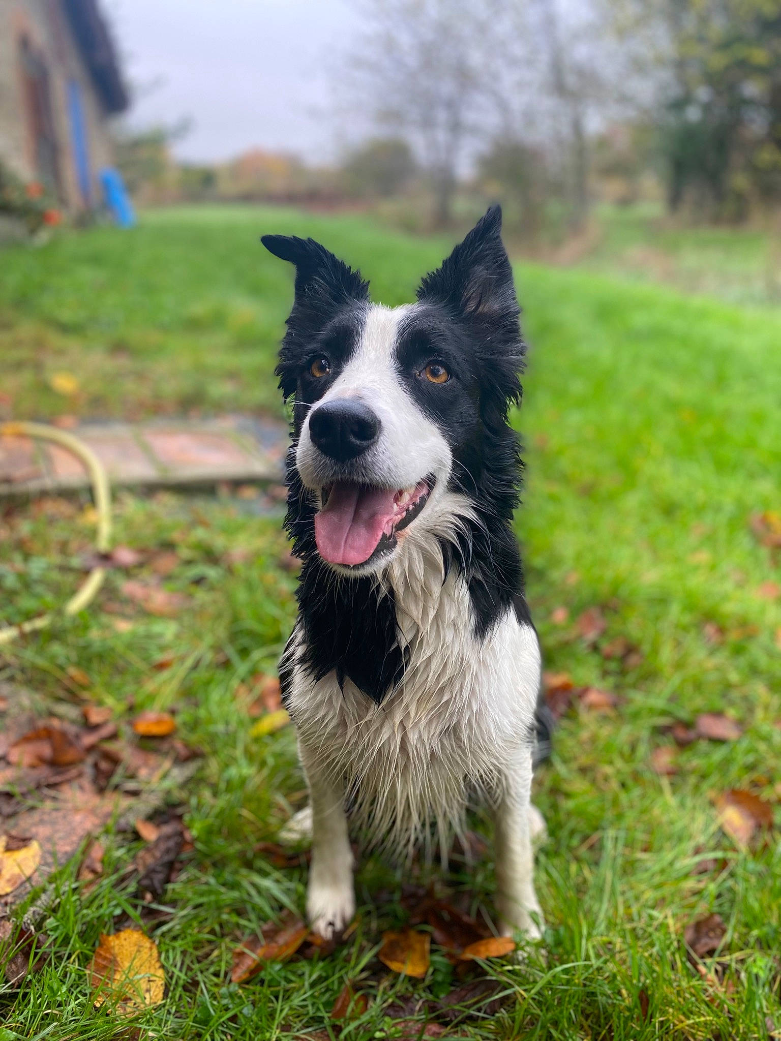 Meï a rejoint le concours — aidez-le/la à gagner de superbes lots ! border_collie, carnivore, companion_dog, dog, dog_breed, grass, herding_dog, mcnab, plant, sky, sporting_group, tail, tree, whiskers, working_dog