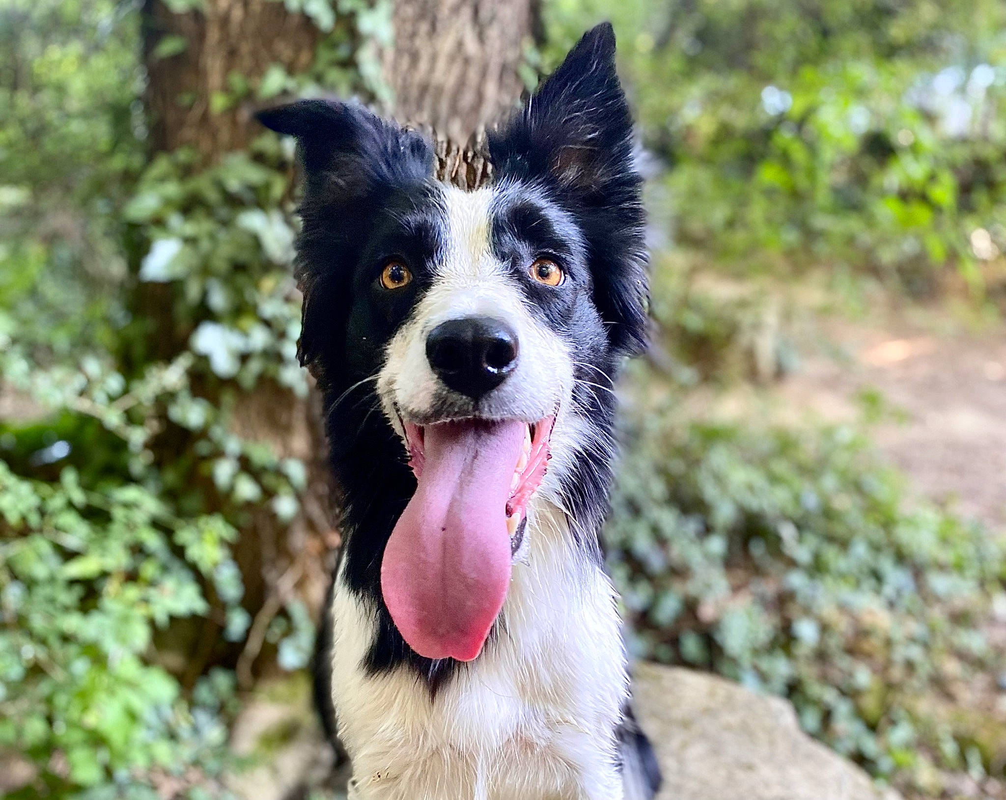 Meï a rejoint le concours — aidez-le/la à gagner de superbes lots ! australian_collie, border_collie, canidae, carnivore, collar, companion_dog, dog, dog_breed, dog_collar, fur, grass, herding_dog, plant, snout, sporting_group, tree, whiskers, working_animal, working_dog