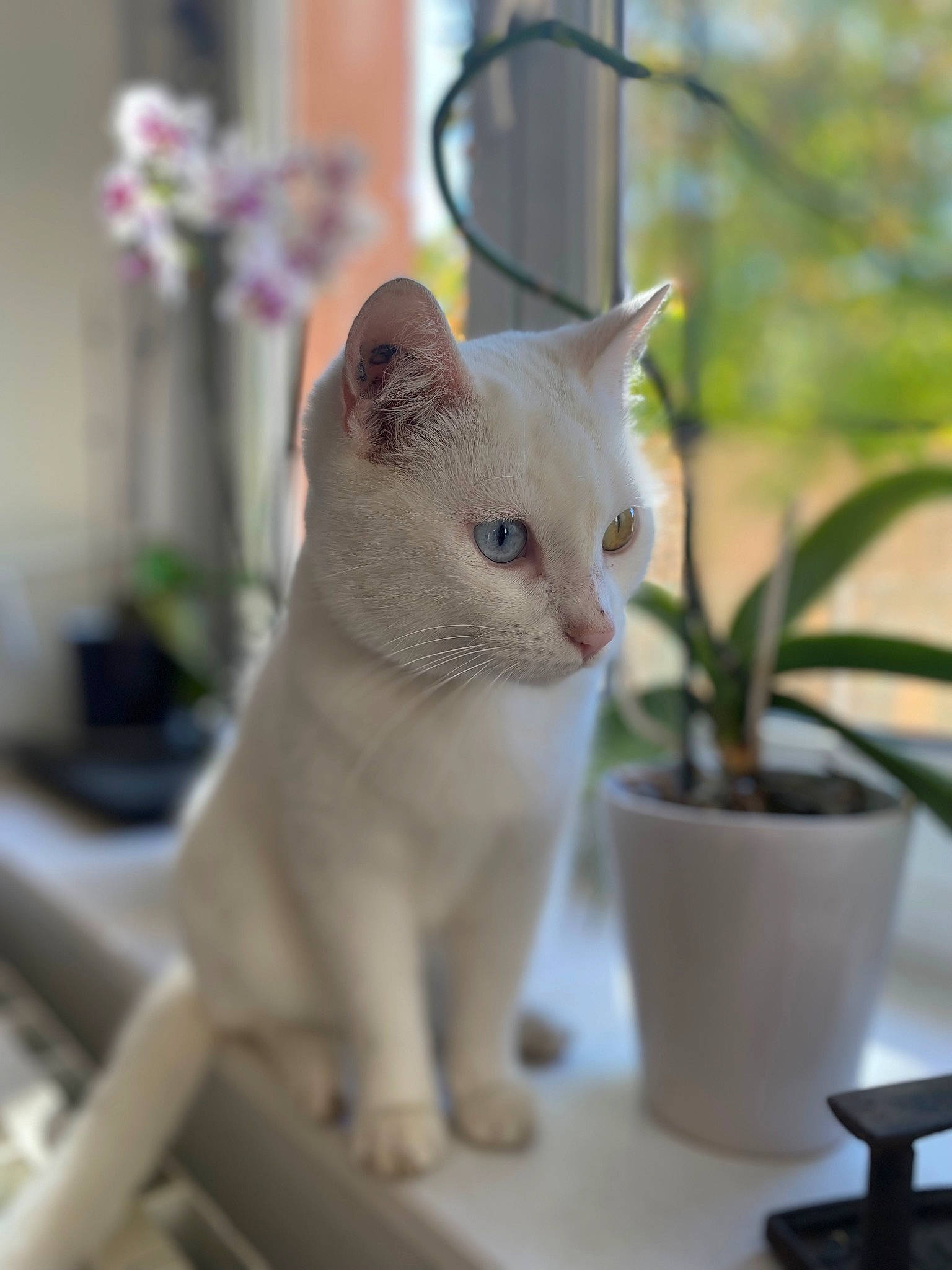 Marbella a rejoint le concours — aidez-le/la à gagner de superbes lots ! carnivore, cat, cat_supply, collar, domestic_short_haired_cat, eye, fawn, felidae, flower, flowerpot, fur, houseplant, pet_supply, plant, small_to_medium_sized_cats, snout, tail, whiskers, window, wood