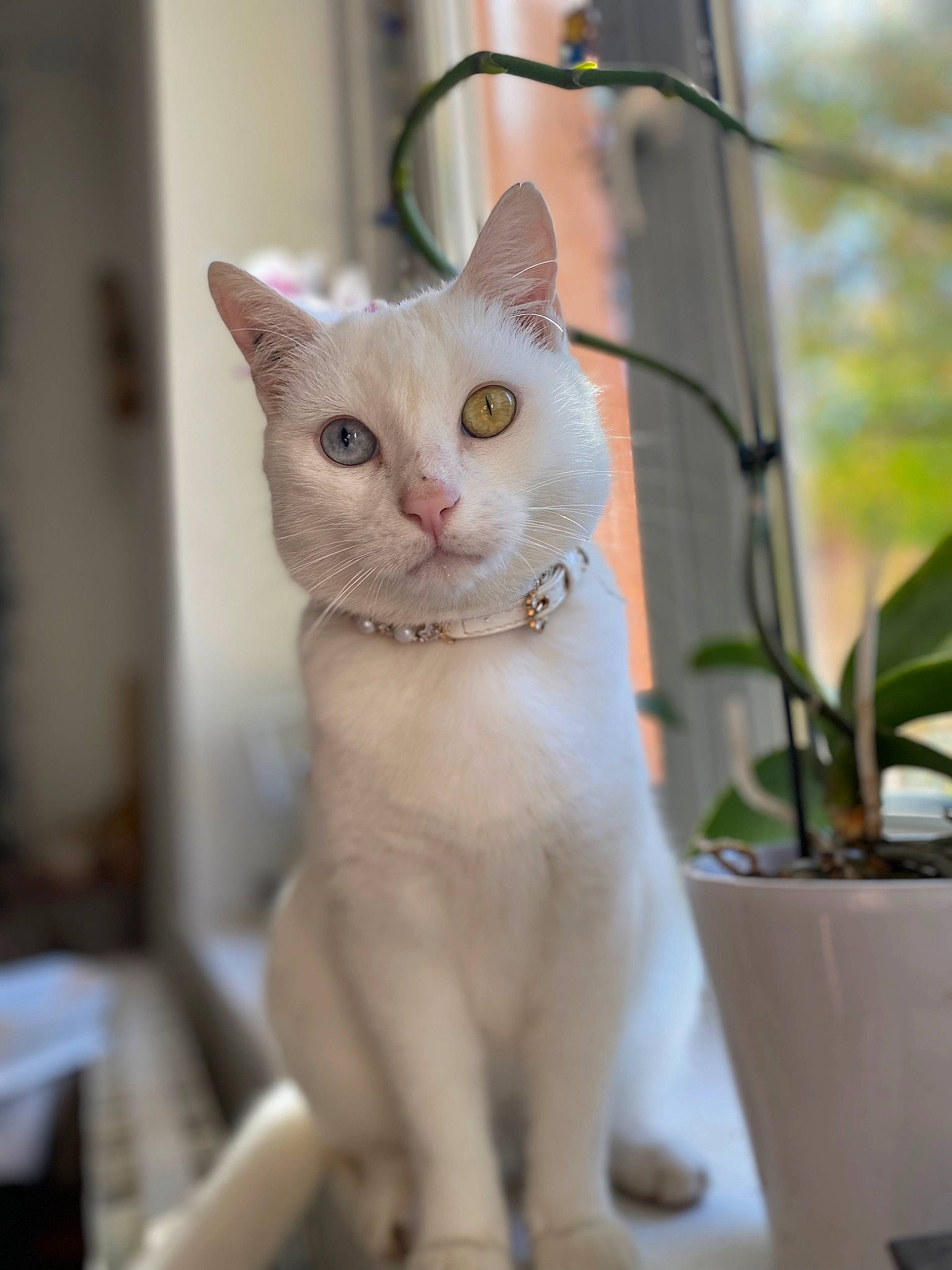 Marbella participe au concours pour gagner de l'argent avec cette photo : carnivore, cat, collar, domestic_short_haired_cat, fawn, felidae, flowerpot, fur, houseplant, paw, pet_supply, plant, small_to_medium_sized_cats, snout, tail, whiskers, window