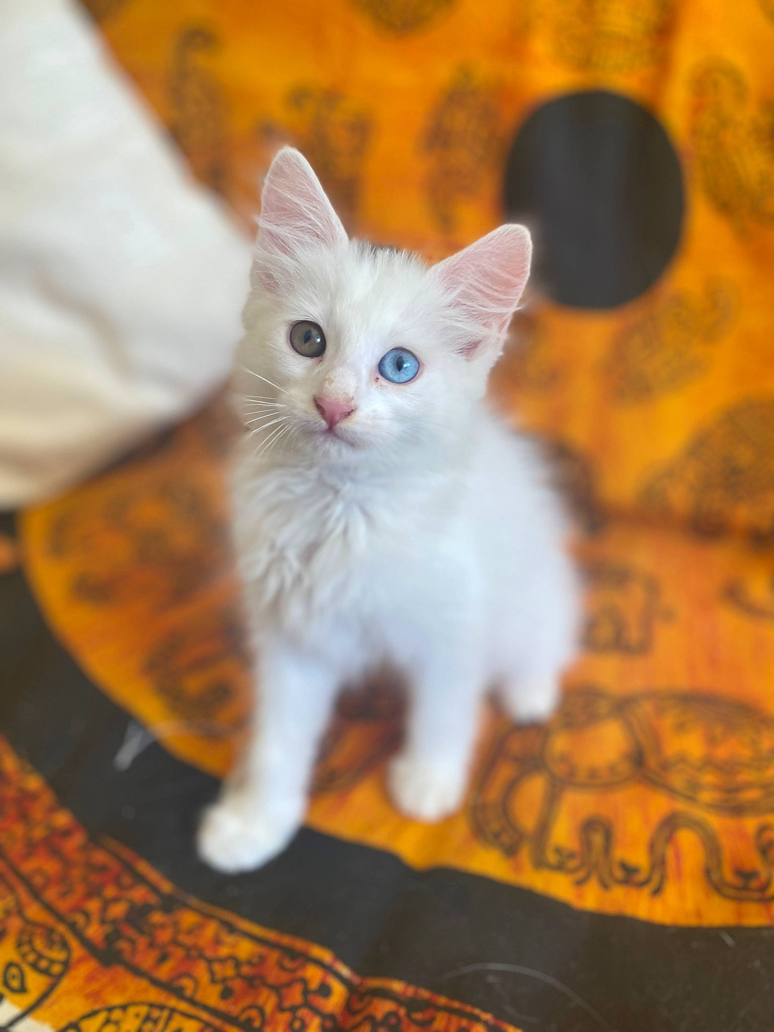 Marbella a rejoint le concours — aidez-le/la à gagner de superbes lots ! carnivore, cat, claw, domestic_short_haired_cat, fawn, felidae, fur, paw, sitting, small_to_medium_sized_cats, tail, whiskers