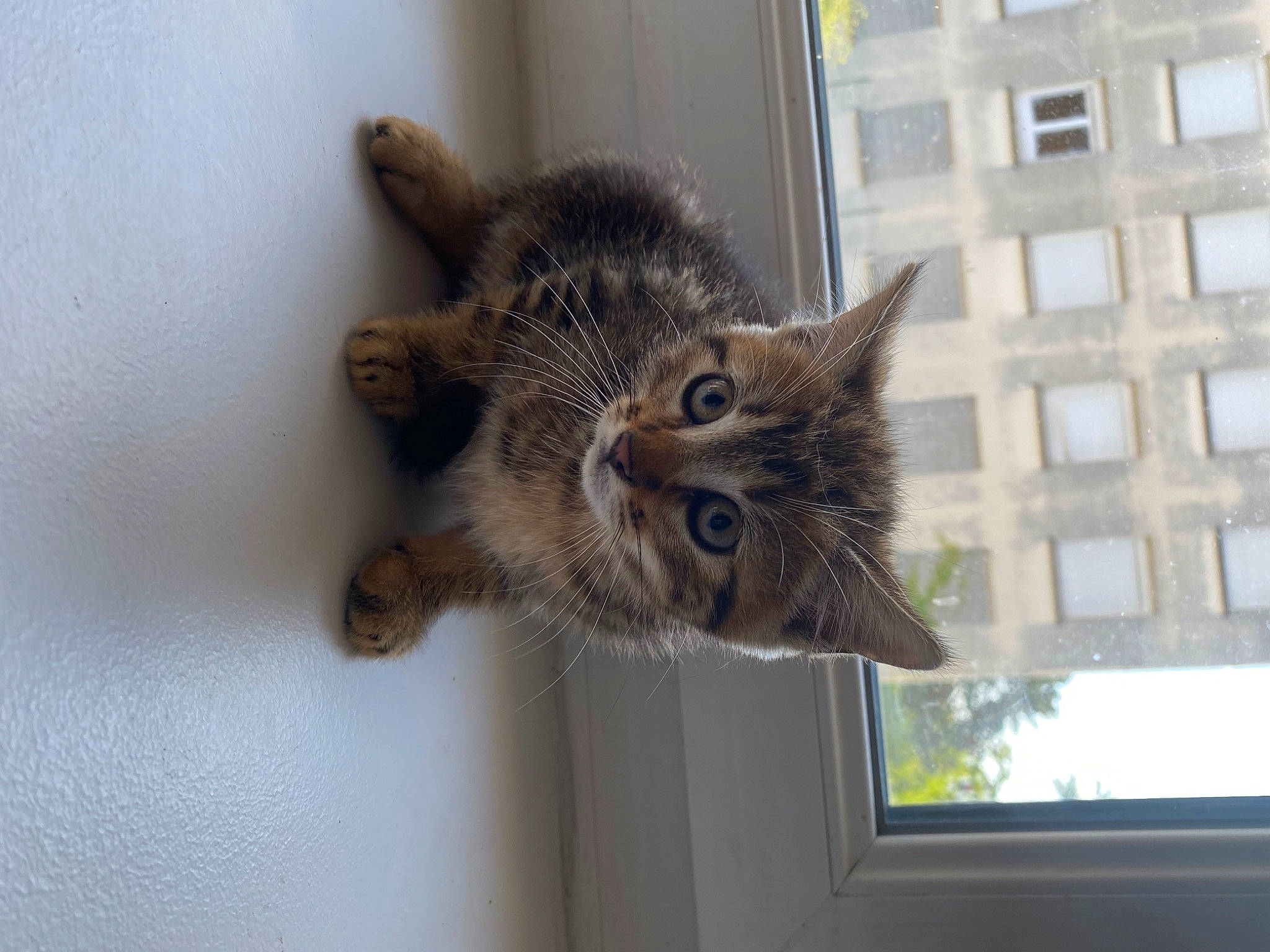 Marbella a rejoint le concours — aidez-le/la à gagner de superbes lots ! building, carnivore, cat, claw, domestic_short_haired_cat, door, felidae, fur, paw, sash_window, small_to_medium_sized_cats, snout, tail, tree, whiskers, window, wood