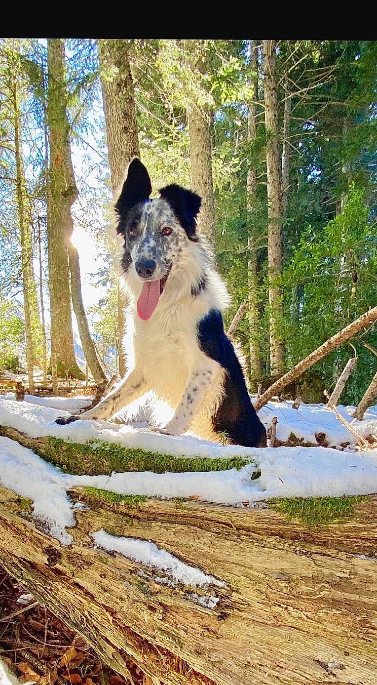 Pickles participe au concours pour gagner de l'argent avec cette photo : adventure, border_collie, canidae, carnivore, companion_dog, dog, dog_breed, forest, giant_dog_breed, herding_dog, plant, recreation, snow, sporting_group, tail, tree, trunk, walking, winter, working_dog