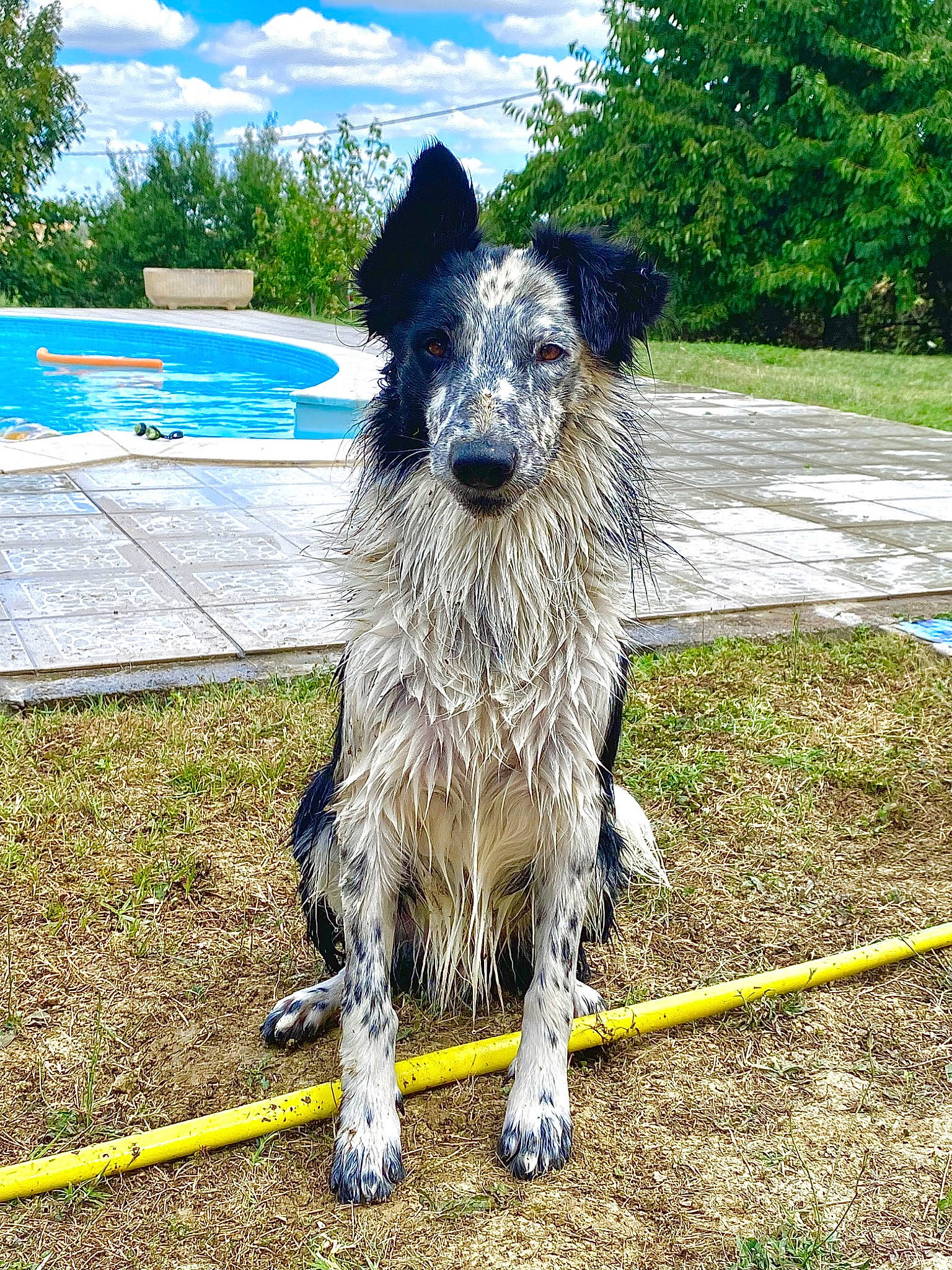 Pickles participe au concours pour gagner de l'argent avec cette photo : blue, carnivore, cloud, collar, companion_dog, dog, dog_breed, dog_collar, dog_sports, dog_supply, fur, grass, plant, sky, snout, tail, terrier, tree, water_dog, working_animal