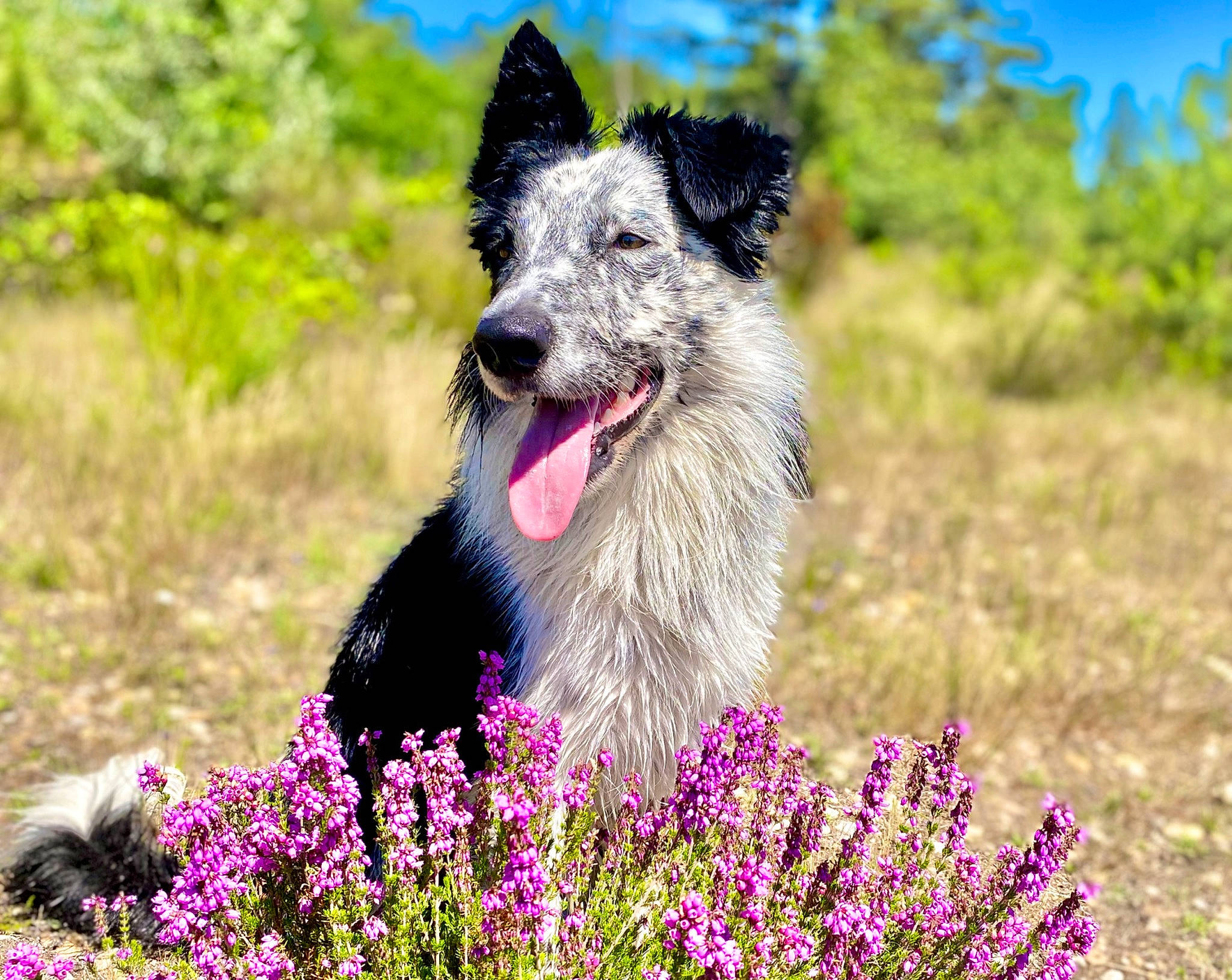 Pickles a rejoint le concours — aidez-le/la à gagner de superbes lots ! annual_plant, carnivore, collar, companion_dog, dog, dog_breed, flower, flowering_plant, grass, grassland, herding_dog, people_in_nature, plant, sky, snout, sporting_group, terrier, whiskers, wildflower, working_animal