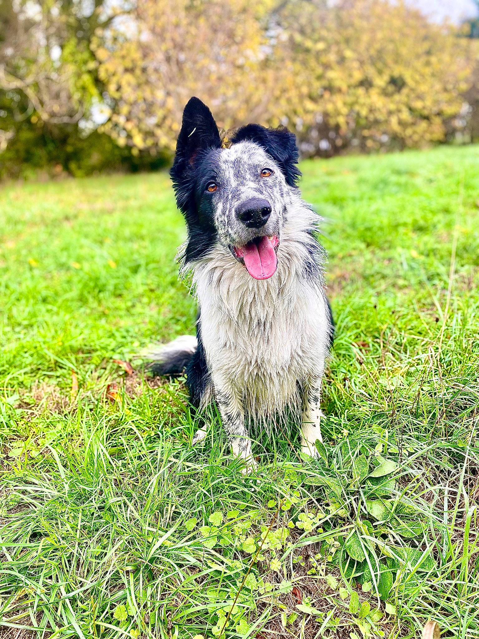 Pickles a rejoint le concours — aidez-le/la à gagner de superbes lots ! canidae, carnivore, collar, companion_dog, dog, dog_breed, dog_supply, grass, groundcover, herding_dog, plant, snout, sporting_group, tail, tree, working_animal, working_dog