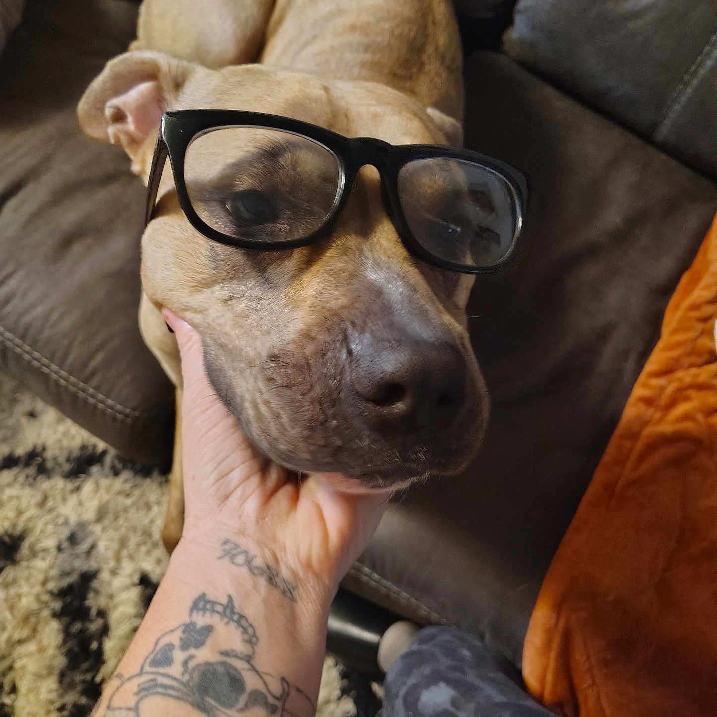 Tillierae joined the competition — help win amazing prizes! animal, blanket, brown, carpet, casual, closeup, comfort, couch, dog, face, fur, glasses, hand, human, indoor, pet, relaxation, resting, snout, tattoo