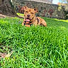 Saiko participe au concours pour gagner de l'argent avec cette photo : dog, canine, pet, brown_dog, grass, garden, outdoors, nature, lawn, harness, collar, tongue_out, smiling, sitting, lying_down, portrait, animal, stone_wall, tree, house