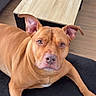 dog, brown_dog, pet, animal, portrait, close_up, floppy_ears, short_hair, brown_fur, white_chest, lying_down, indoor, living_room, black_rug, coffee_table, sofa, wood_floor, home, relaxed, looking_at_camera