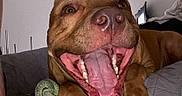 Saiko participe au concours pour gagner de l'argent avec cette photo : dog, pet, canine, brown_dog, open_mouth, smiling, teeth, tongue, face, eyes, nose, paws, claws, toy, bed, blanket, bedroom, indoor, portrait, happy