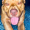 dog, brown_dog, pit_bull_type, pet, animal, tongue, panting, happy, funny, portrait, close_up, lying_down, bed, bedspread, blue, patterned_fabric, indoor, front_view, short_fur, playful