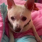 Marco is registered to the contest to win money with this photo: dog, white_dog, small_dog, pet, cute, ears, blanket, pink, blue, bedroom, resting, animal, canine, fur, collar, indoors, cozy, looking, closeup, paw