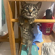 Alice participe au concours pour gagner de l'argent avec cette photo : animal, box, cat, clothing, curious, domestic, floor, furniture, household, indoor, kitten, paws, pet, playful, step_stool, tabby, whiskers, wide_eyes, wooden_chair, young