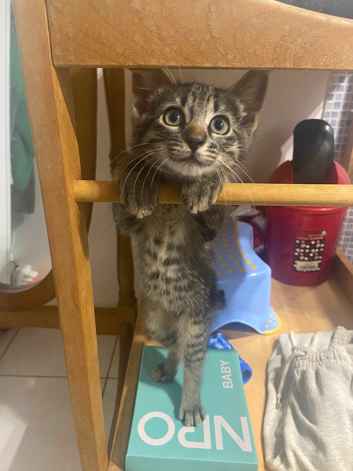 Alice participe au concours pour gagner de l'argent avec cette photo : animal, box, cat, clothing, curious, domestic, floor, furniture, household, indoor, kitten, paws, pet, playful, step_stool, tabby, whiskers, wide_eyes, wooden_chair, young