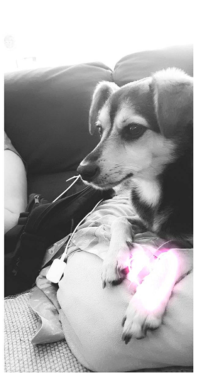 Gipsy participe au concours pour gagner de l'argent avec cette photo : canidae, carnivore, comfort, companion_dog, couch, dog, dog_breed, ear, fur, happy, human_leg, monochrome_photography, paw, sitting, snout, sporting_group, style, toy_dog, whiskers, white