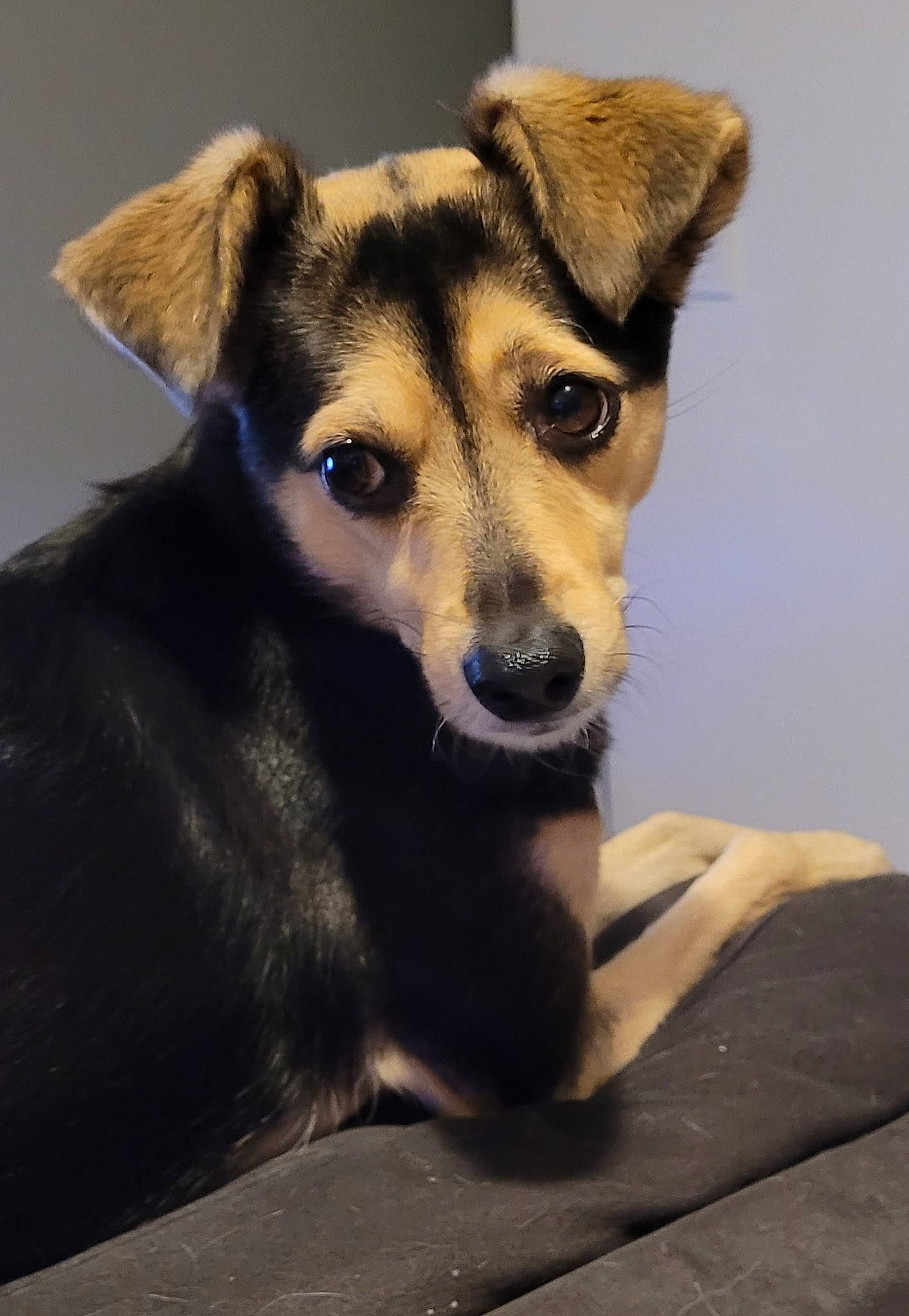 Gipsy participe au concours pour gagner de l'argent avec cette photo : ancient_dog_breeds, canidae, carnivore, collar, companion_dog, dog, dog_breed, dog_collar, dog_supply, fawn, fur, puppy, snout, sporting_group, street_dog, terrestrial_animal, toy_dog, whiskers, working_animal, working_dog