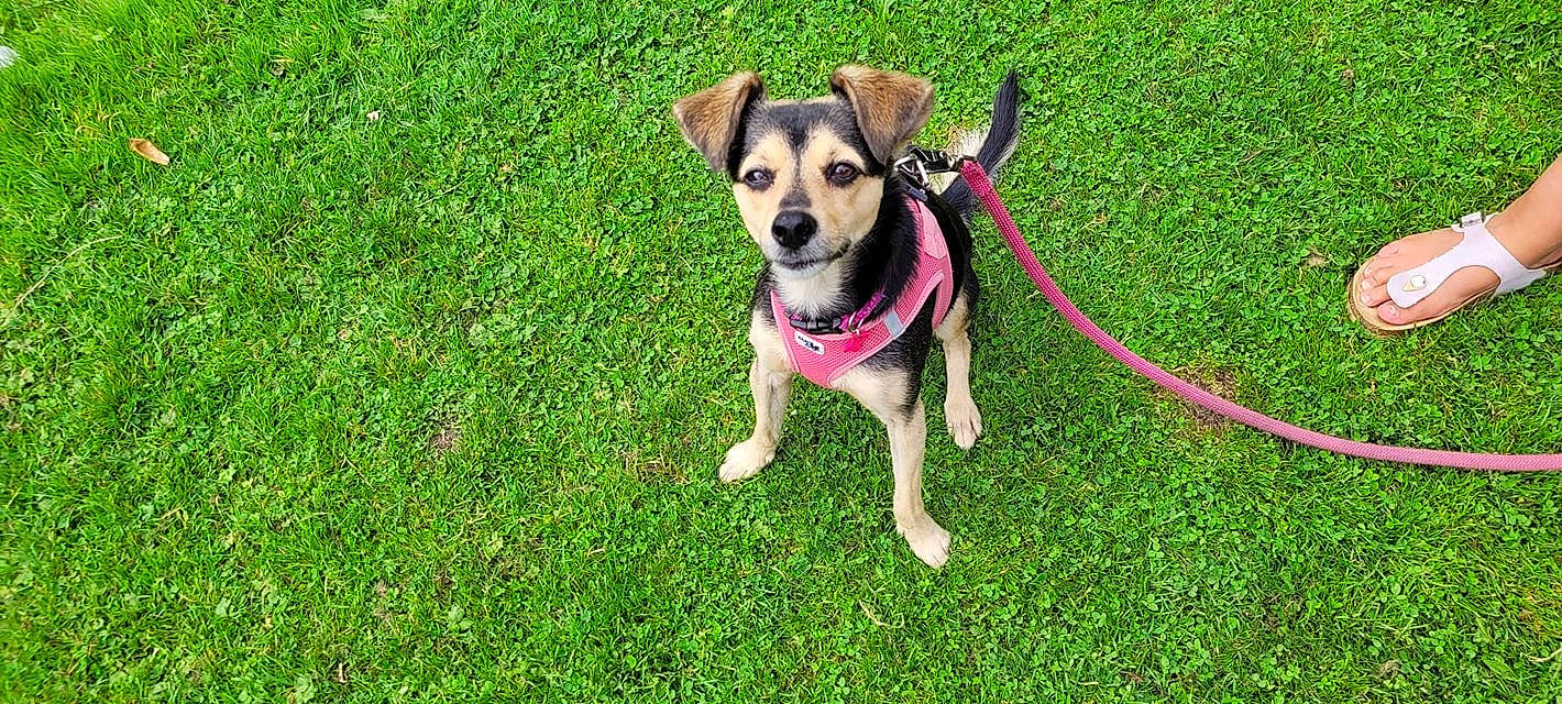 Gipsy participe au concours pour gagner de l'argent avec cette photo : canidae, carnivore, collar, companion_dog, dog, dog_breed, dog_clothes, dog_collar, dog_supply, fashion_accessory, fawn, grass, lawn, leash, plant, snout, sporting_group, sunglasses, toy_dog, working_animal