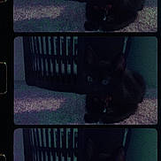 Batman is registered to the contest to win money with this photo: black_cat, cat, pet, animal, carpet, basket, crate, indoor, low_light, grainy, triptych, feline, sitting, dark, eyes, collar, fuzz, shadow, home, quiet
