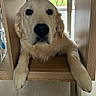 dog, golden_retriever, puppy, wooden_shelf, indoor, pet, cute, resting, paws, looking_at_camera, floor, furniture, light, window, home, animal, adorable, face, ears, fur