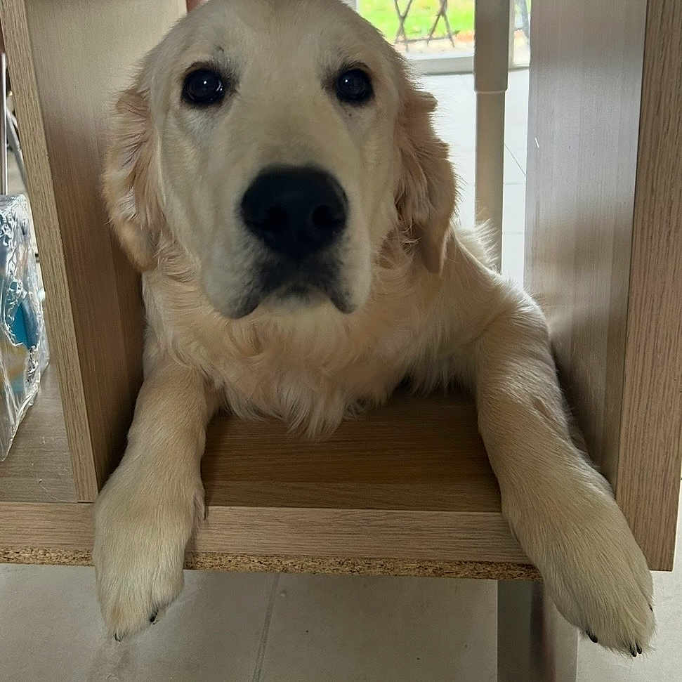 Milo participe au concours pour gagner de l'argent avec cette photo : dog, golden_retriever, puppy, wooden_shelf, indoor, pet, cute, resting, paws, looking_at_camera, floor, furniture, light, window, home, animal, adorable, face, ears, fur