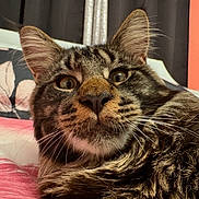 Maksim joined the competition — help win amazing prizes! animal, bed, blanket, cat, close_up, cozy, curtains, cute, domestic, ears, face, feline, fur, indoor, pet, pillow, relaxed, tabby, whiskers, wide_eyes