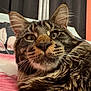 animal, bed, blanket, cat, close_up, cozy, curtains, cute, domestic, ears, face, feline, fur, indoor, pet, pillow, relaxed, tabby, whiskers, wide_eyes