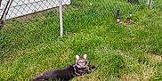 Maksim is registered to the contest to win money with this photo: animal, cat, curious, daylight, domestic_cat, fence, fluffy_tail, grass, greenery, house, lawn, leisure, nature, outdoor, pet, quiet, relaxed, summer, tabby, yard