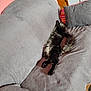 Maksim is registered to the contest to win money with this photo: animal, cat, comfort, couch, cozy, feline, fluffy_cat, fur, gray_couch, gray_pillow, home, indoor, living_room, pet, pillow, relaxed, resting, sleeping, stretched_out, striped_pillow