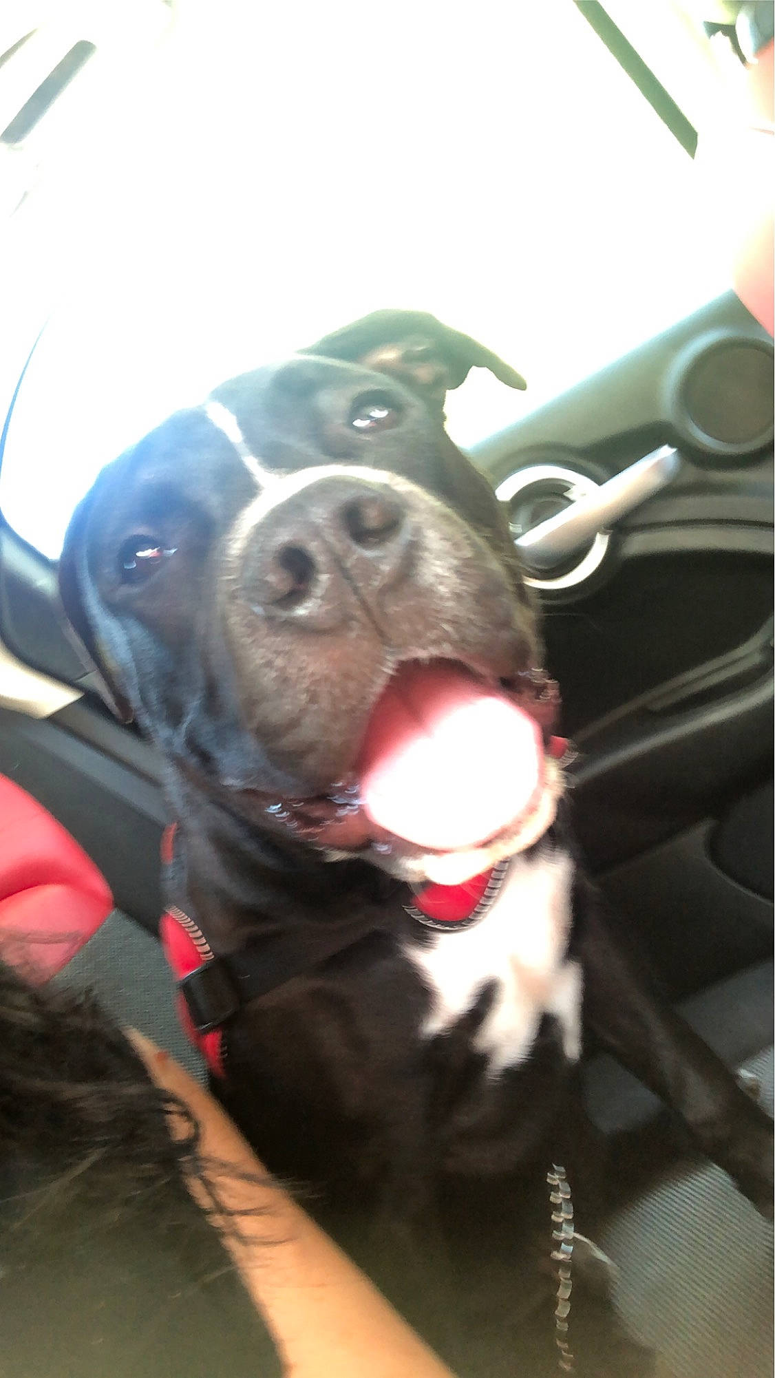 Heros participe au concours pour gagner de l'argent avec cette photo : american_pit_bull_terrier, american_staffordshire_terrier, bandog, canidae, carnivore, dog, dog_breed, fawn, mammal, non_sporting_group, nose, pit_bull, snout, sporting_group, staffordshire_bull_terrier, vertebrate